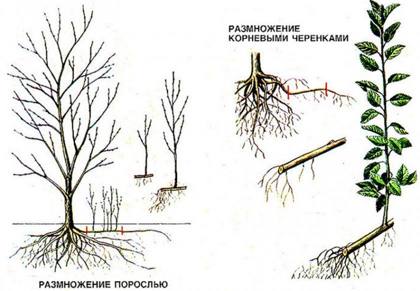 Розмноження вишні кореневої порослю і кореневими живцями