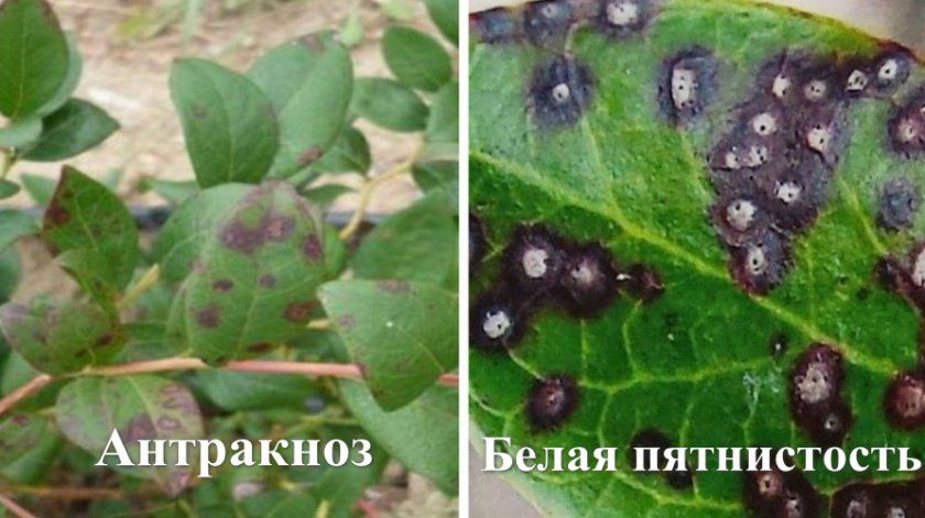 Захворювання листя лохини