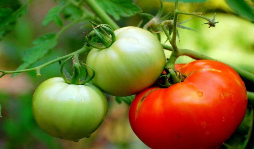 Повільне дозрівання томатів