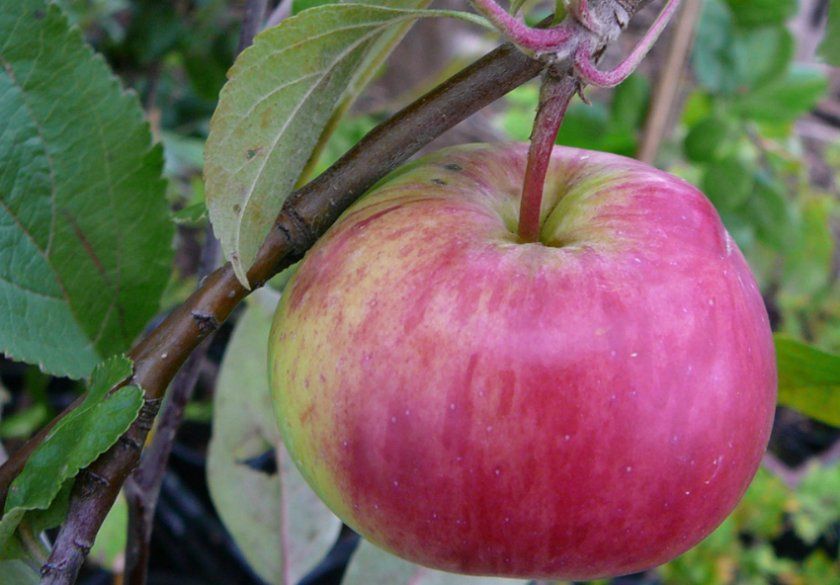 Сорт яблуні Килимовий