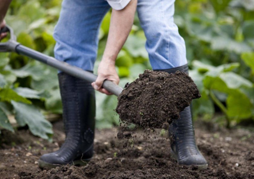 Підготовка ґрунту для посадки картоплі