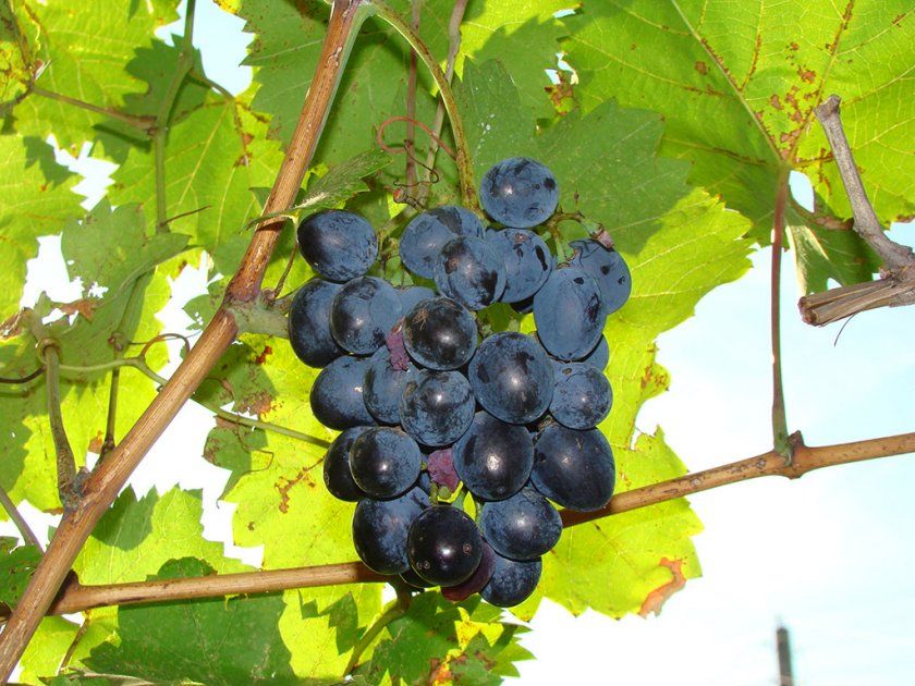 Опис сорту винограду Мерседес