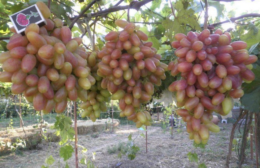 Сорт винограду Преображення