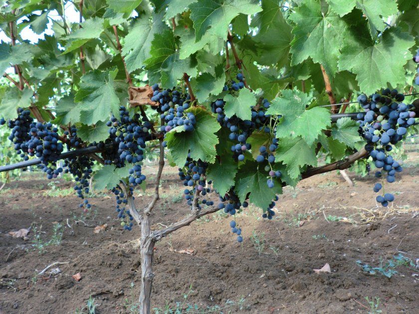 характеристика винограду