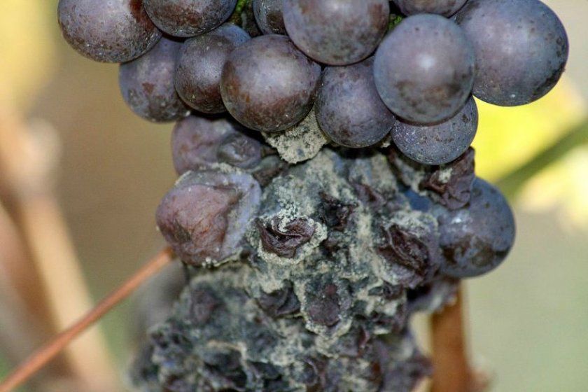 Сіра гниль на винограді