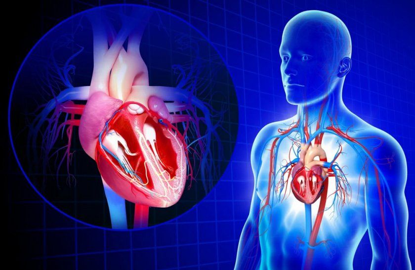 Серцево-судинна система людини