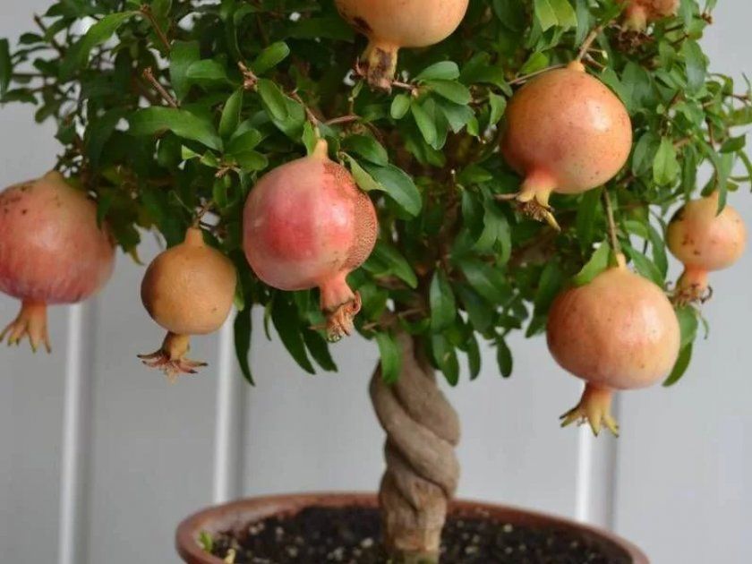 5 плодових дерев, які реально виростити на підвіконні