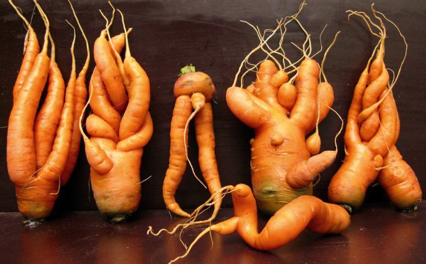 Кострубата і рогата морква