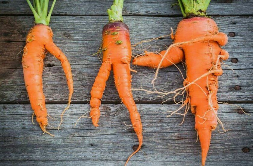 Причини кострубатою і рогатою моркви