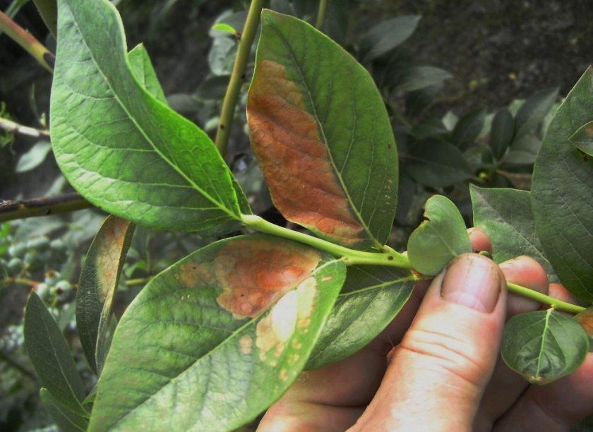 Плямистість листя лохини