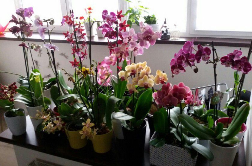 Догляд за орхідеєю фаленопсис