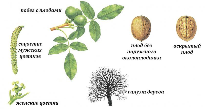 Ботаніка волоського горіха
