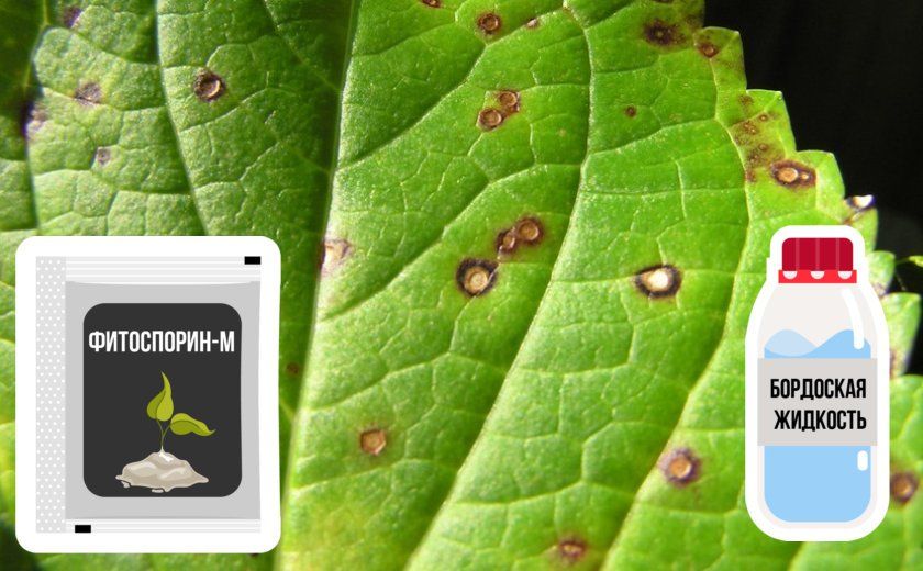 Препарати для боротьби з плямистістю листя гортензії