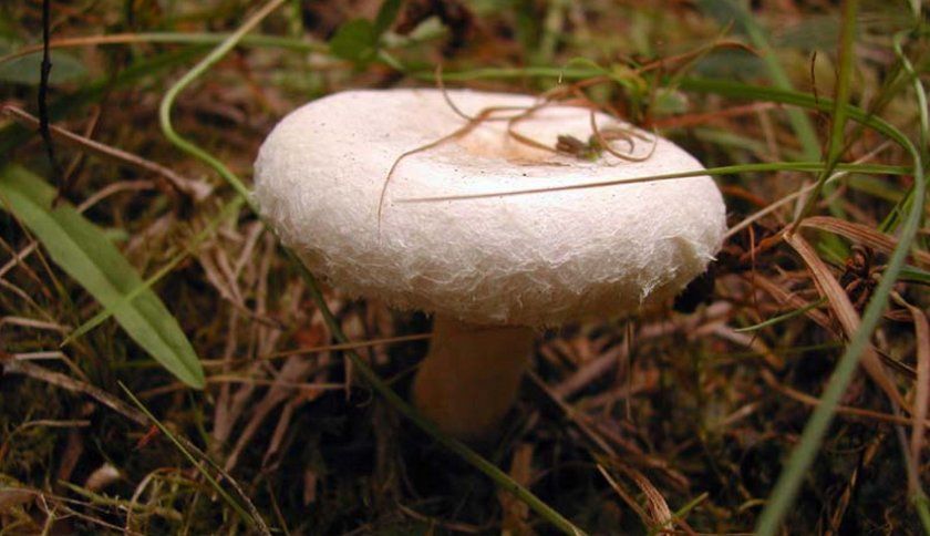 гриб білявка