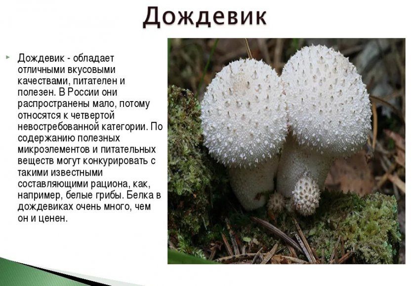Корисні якості грибів