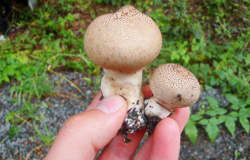 збір грибів