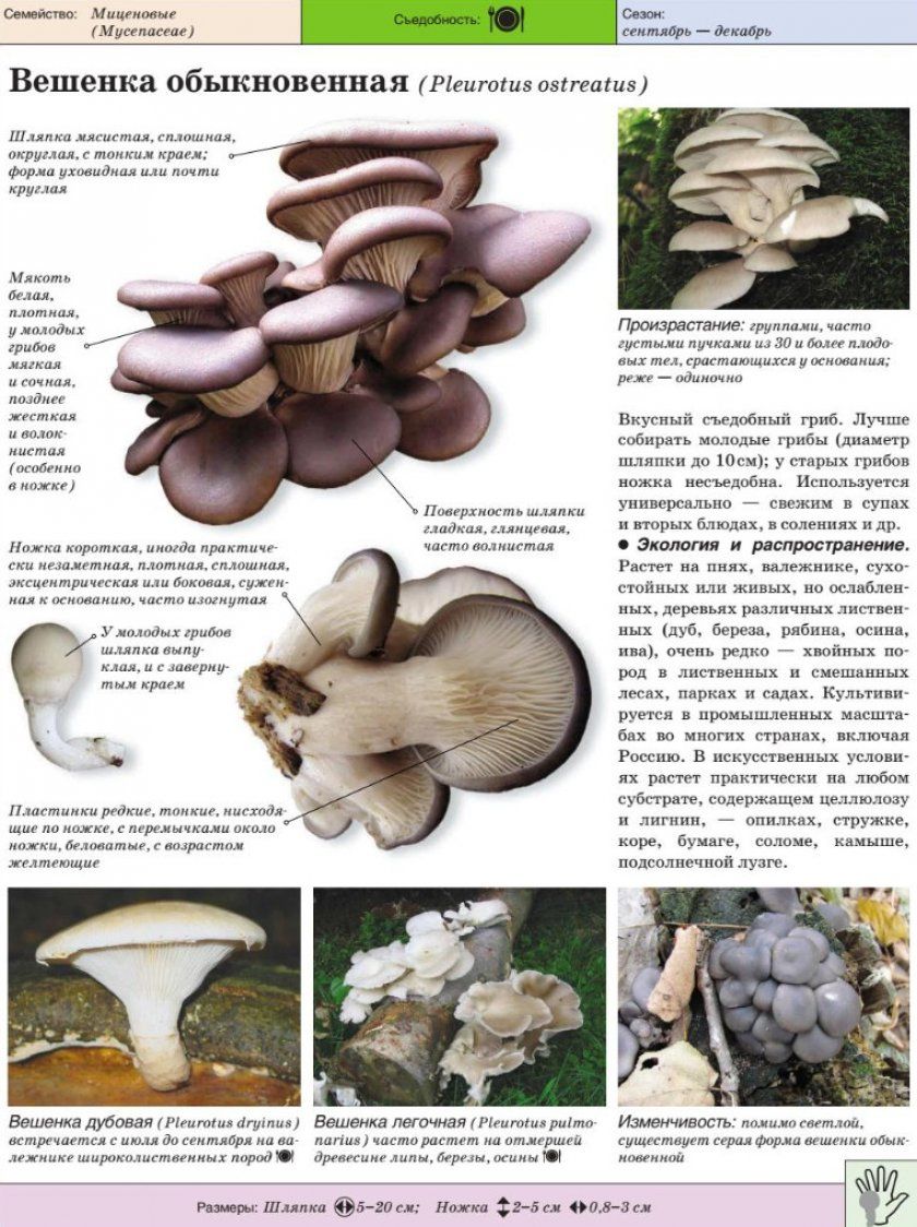 Характеристика грибів глив
