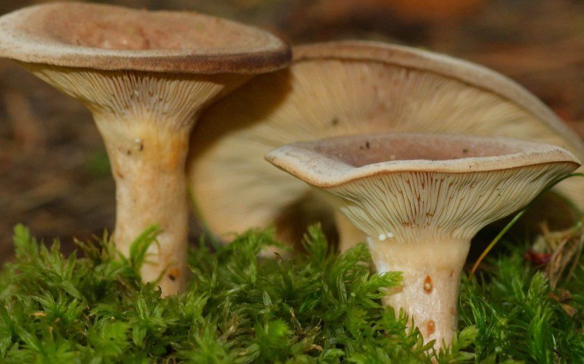 гриби грузді