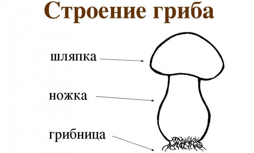 будова гриба