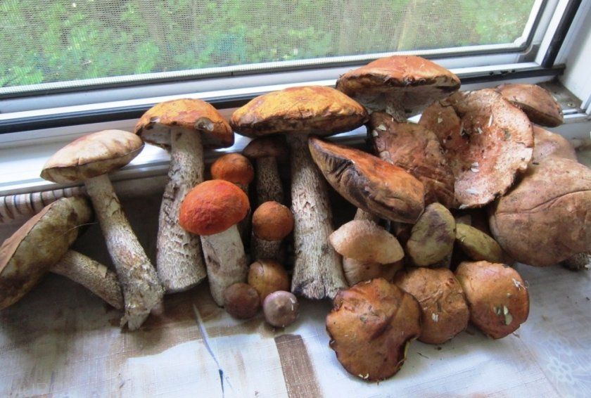 Урожай грибів красноголовців