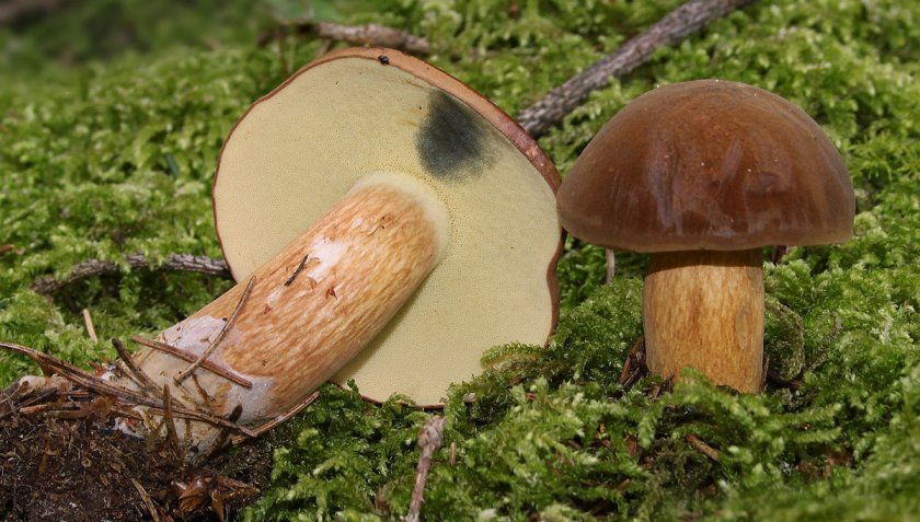 польські гриби