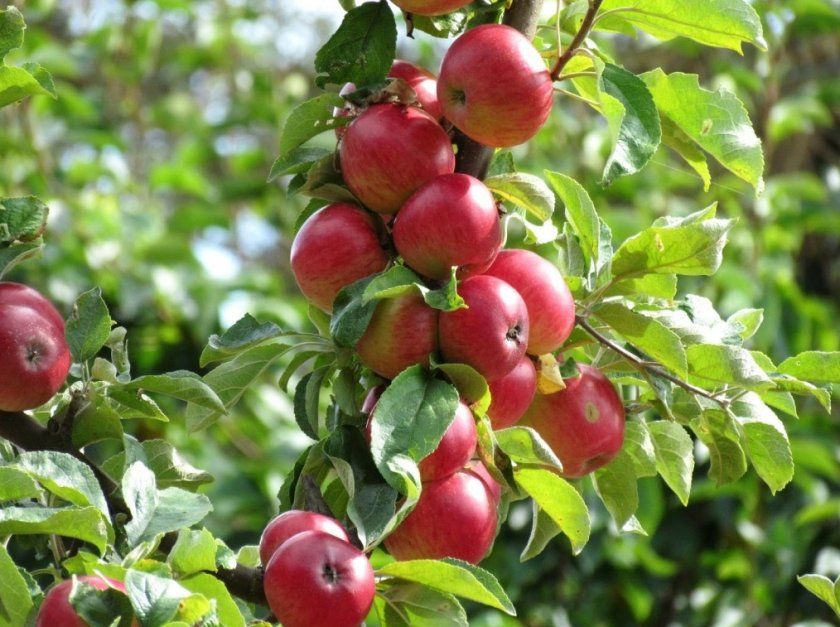 яблуня беркутівський