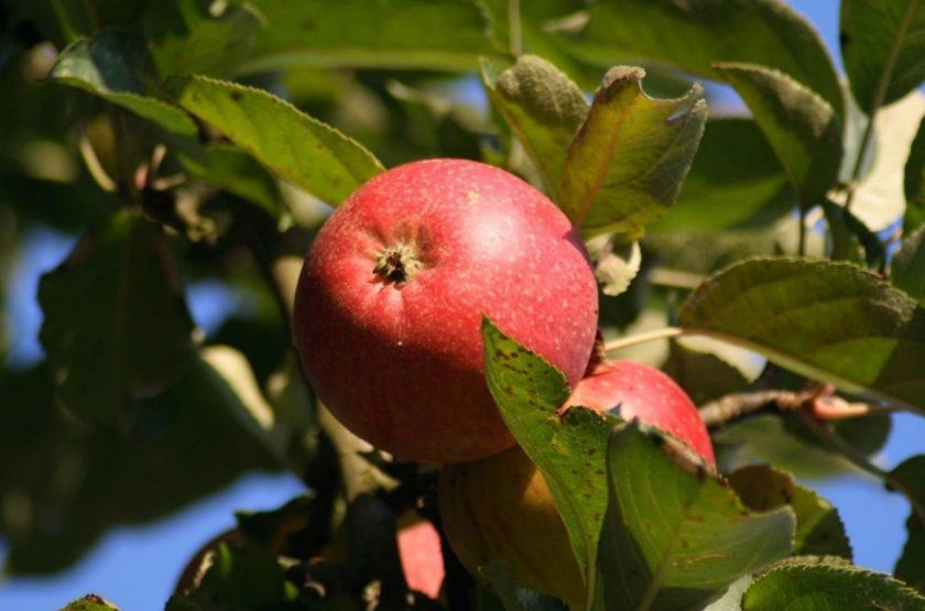 яблуня беркутівський