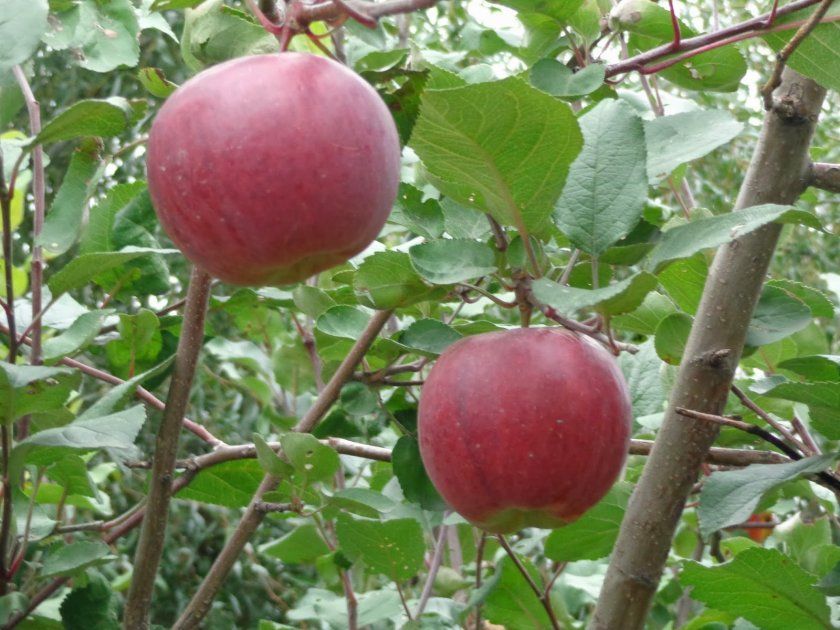 яблуня Квітневе