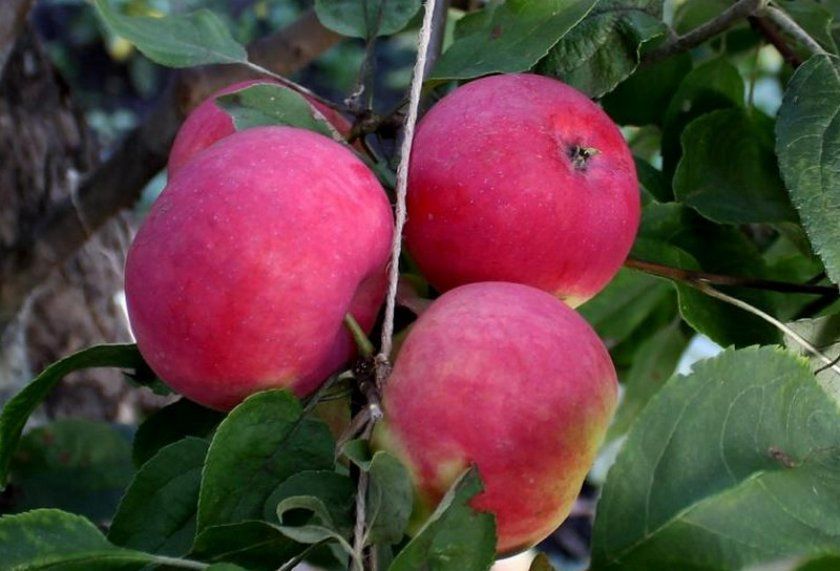яблуня Малинівка