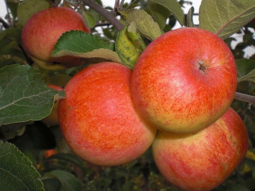 Умови для вирощування яблуні Сонечко