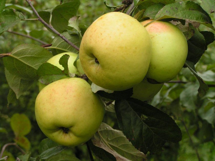 Сорт яблуні «Антонівка»
