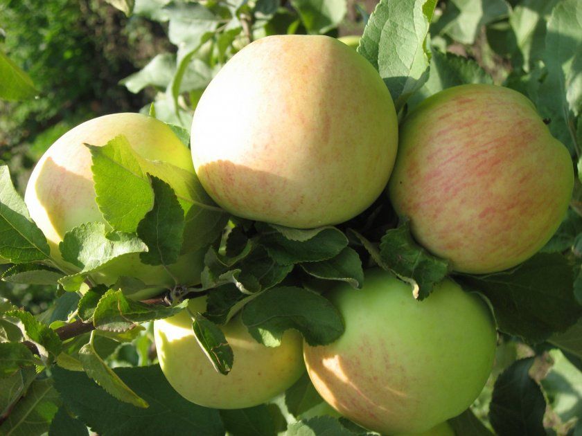 Сорт яблуні «Осіннє смугасте»