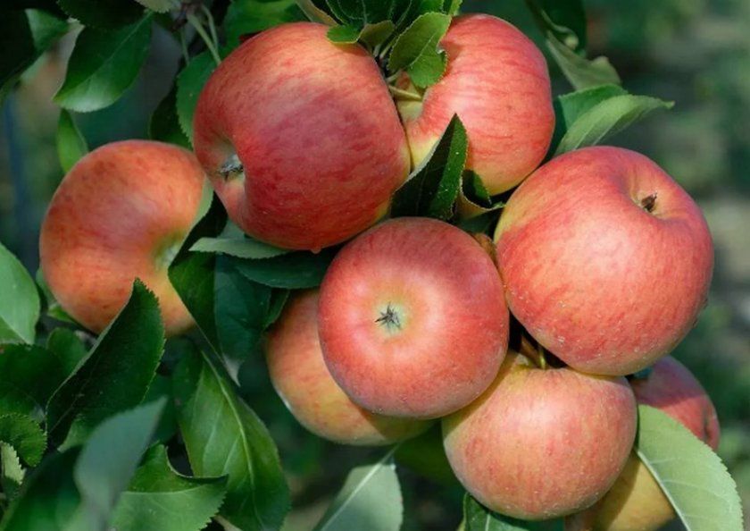Переваги яблуні сорту Топаз