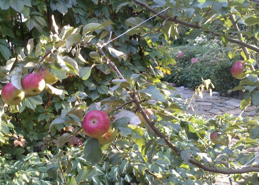 Умови для вирощування яблуні сорту Жигулівське