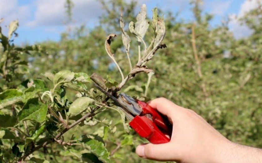 Вирощування яблуні з гілки