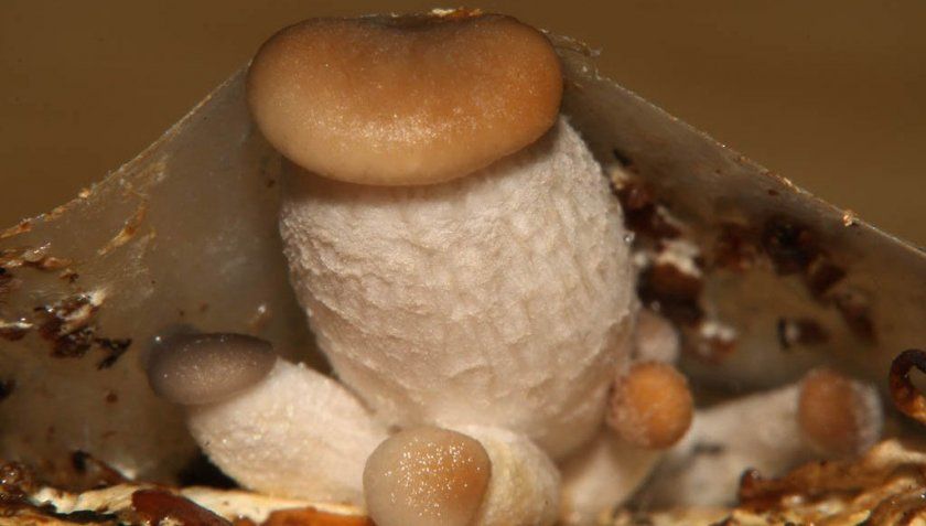 Вирощування білих грибів в домашніх умовах