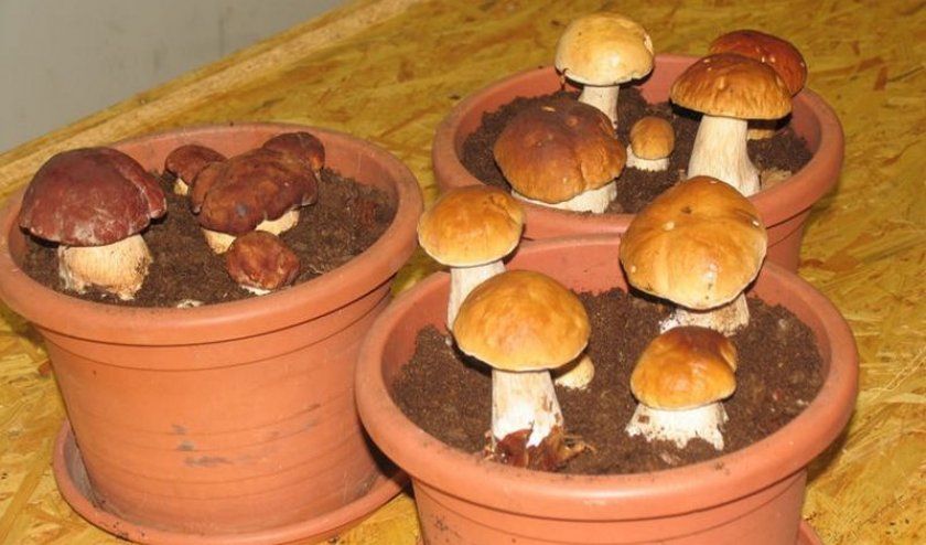 Урожай білих грибів в горщиках