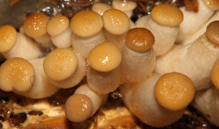 Восходи білих грибів
