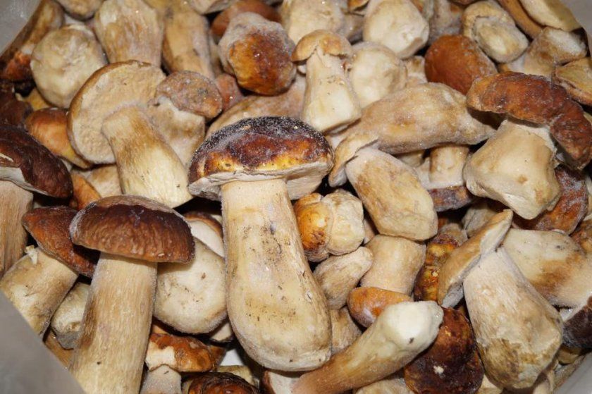 Замороження білих грибів