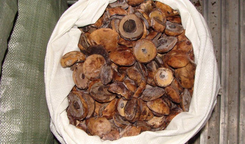 Заморожені гриби підосичники