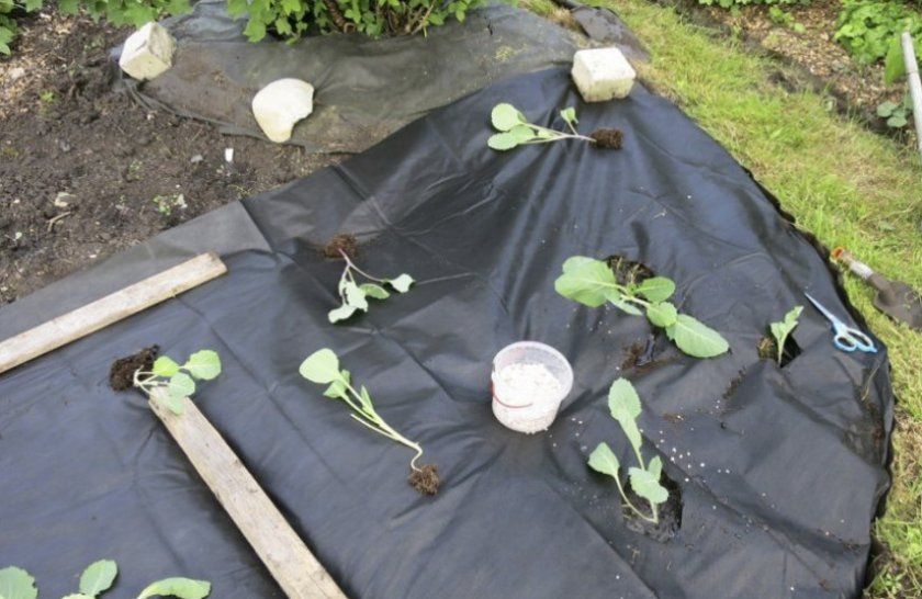 Укриття агроволокном розсади капусти