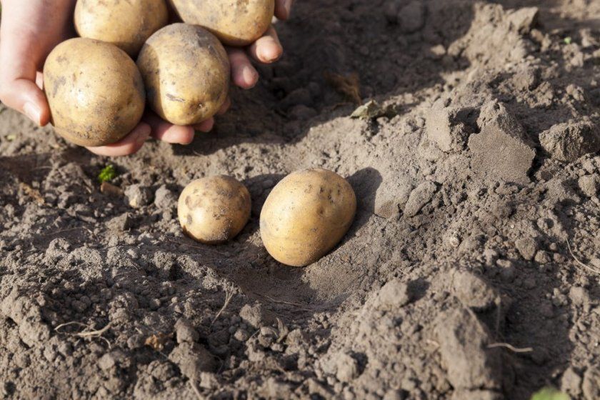 Правила сівозміни картоплі Каратоп