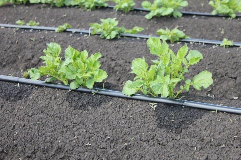 Особливості вирощування та догляду за картоплею після посадки