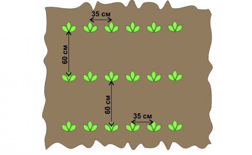 Схема посадки картоплі