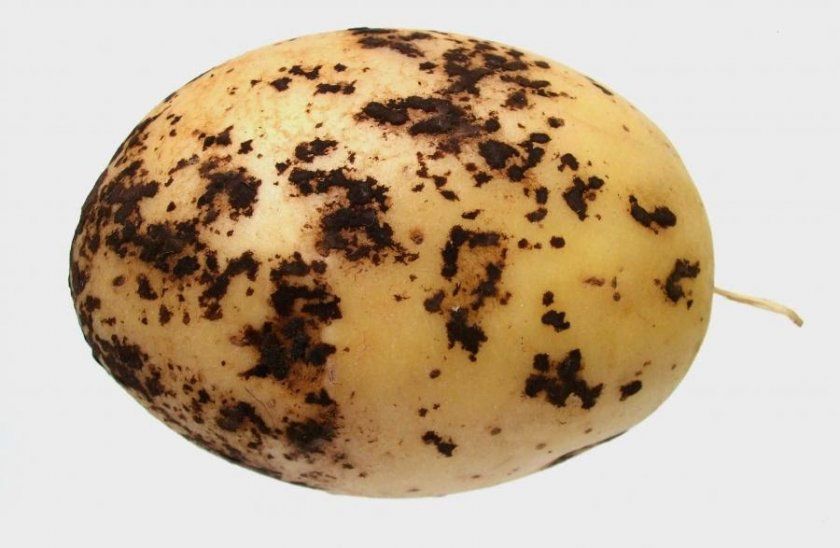 Чорна парша на бульбі картоплі