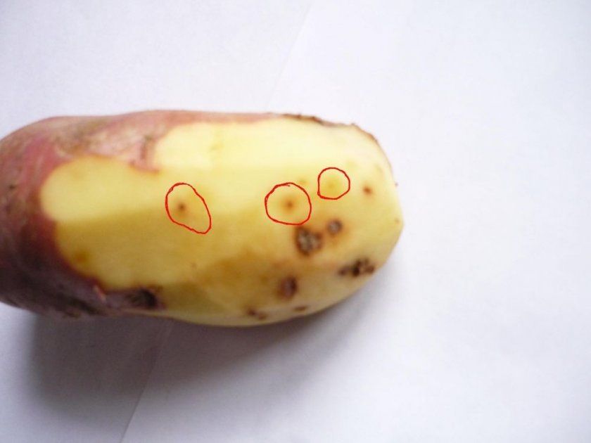 Наявність нематод в картоплі