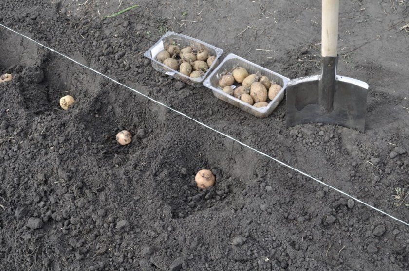 Традиційна посадка картоплі під лопату