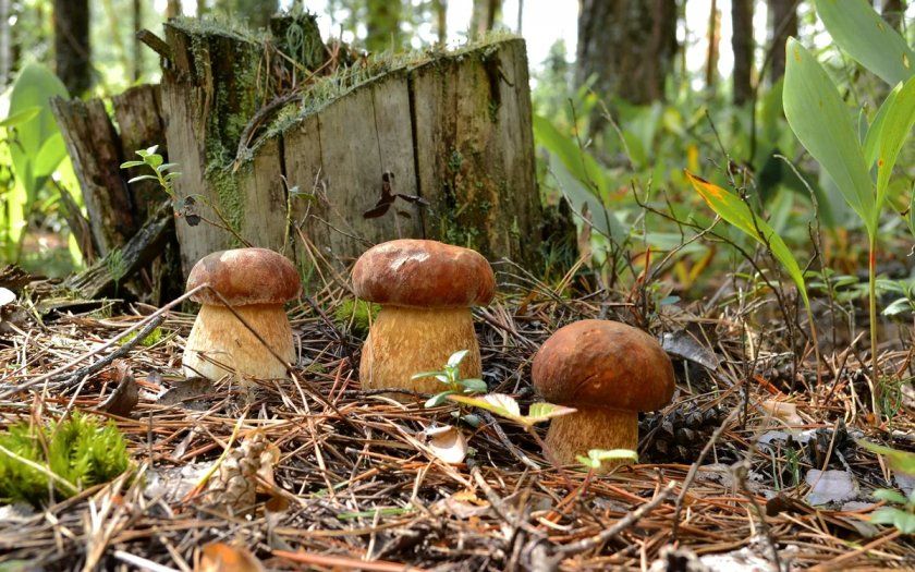 Білі гриби в лісі
