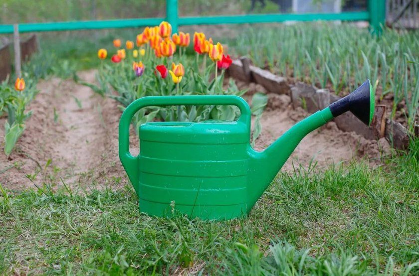 полив тюльпанів