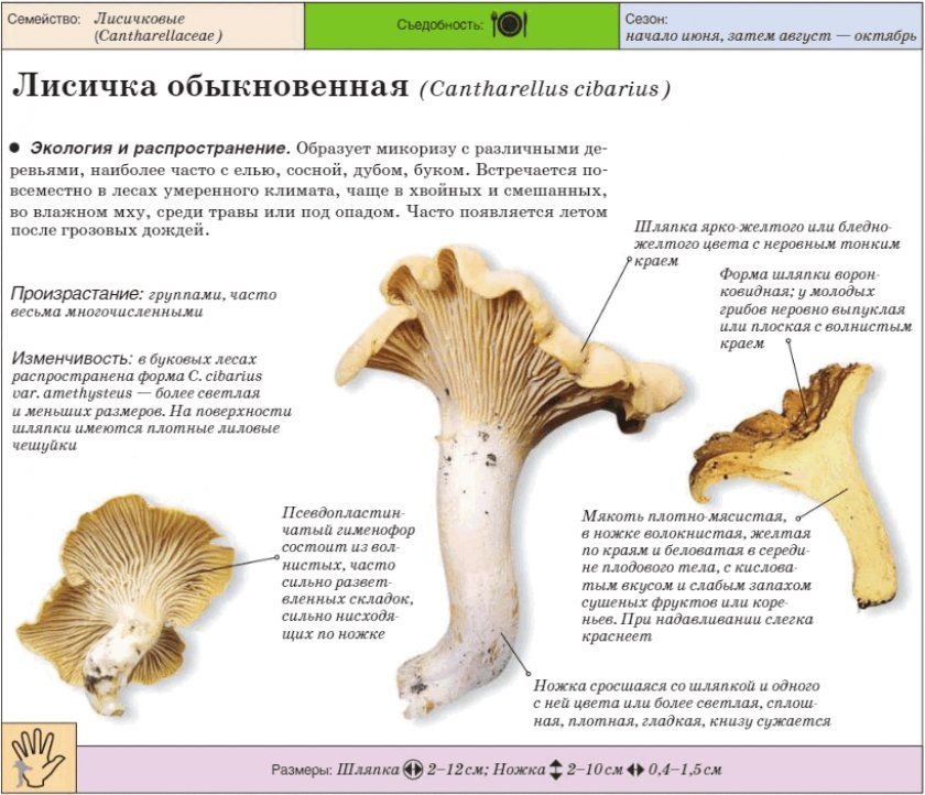 Характеристика грибів лисичок